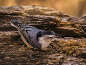 The white breasted nuthatch 