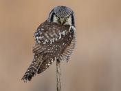 Northern HawkOwl