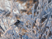 Frosty Morning Chickadee