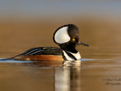 Hooded Merganser