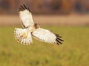 Northern Harrier