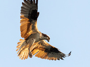 Hovering Osprey