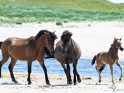 Wild Horses of Sable Island