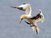 Northern Gannet