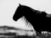 Sable Island Silhouette