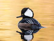 Hooded Merganser