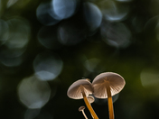Mushrooms (0825)