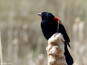 Red-winged blackbird
