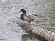 Male Mallard 