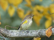 Yellow-rumped Warbler