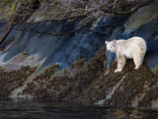 The Barnacle Plucker