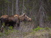 Moose 