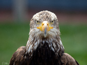 Angry eagle