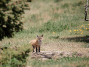 Fox kit
