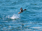 Goldeneye Take Off