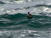 Wave Rider