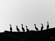 Cormorants on the Lookout