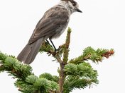 Canada Jay on the Lookout