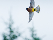 Cedar Waxwing in mid flight