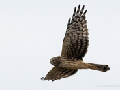 The Flyby