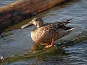 Northern Shoveler