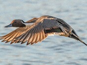 Northern Pintail