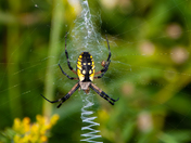 Black and yellow garden spider (Argiope aurantia)
