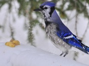Blue Jay