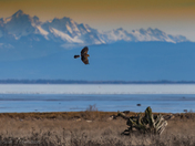Northern Harrier 