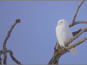 Snowy in a tree
