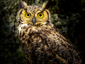 Great Horned Owl