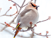 Bohemian Waxwing