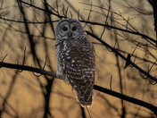 Barred owl