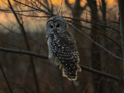 Barred owl
