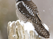 Northern Hawk-Owl