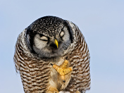 Northern Hawk-Owl