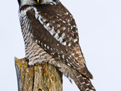 Northern Hawk-Owl