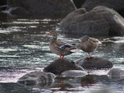 Mallard