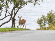 White-tailed Deer
