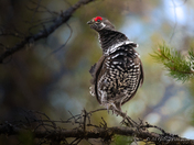 Spruce Grouse