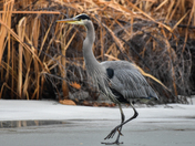 Adult Great Blue Heron on Ice 