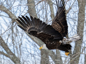 Bald Eagle