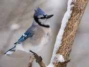 Winter Day Blue jay