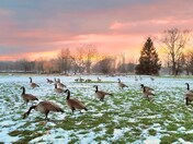 Geese eating grass in between melting snow in January 