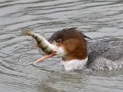Female Common Merganser with a perch