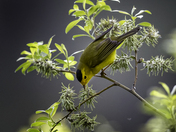 Wilson's Warbler