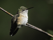 Rufous Hummingbird ( female )