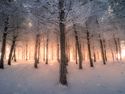 frosty glow