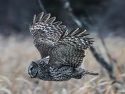 Born to Fly