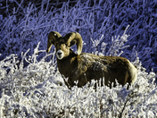 Winter Bighorn
